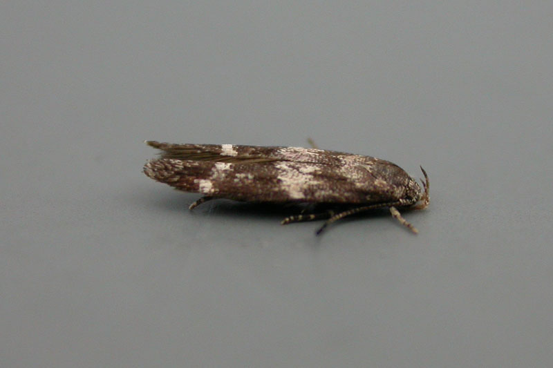 Moth Photo Gallery | Northumberland Moths