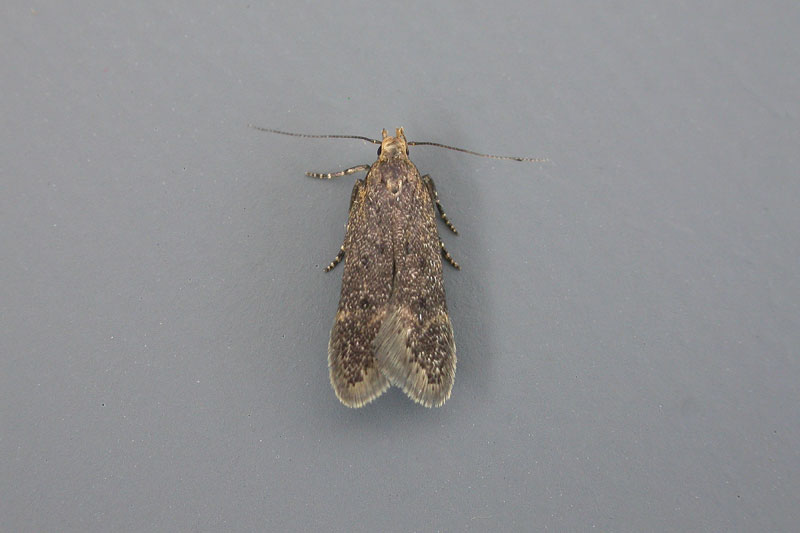 Bryotropha senectella | Northumberland Moths