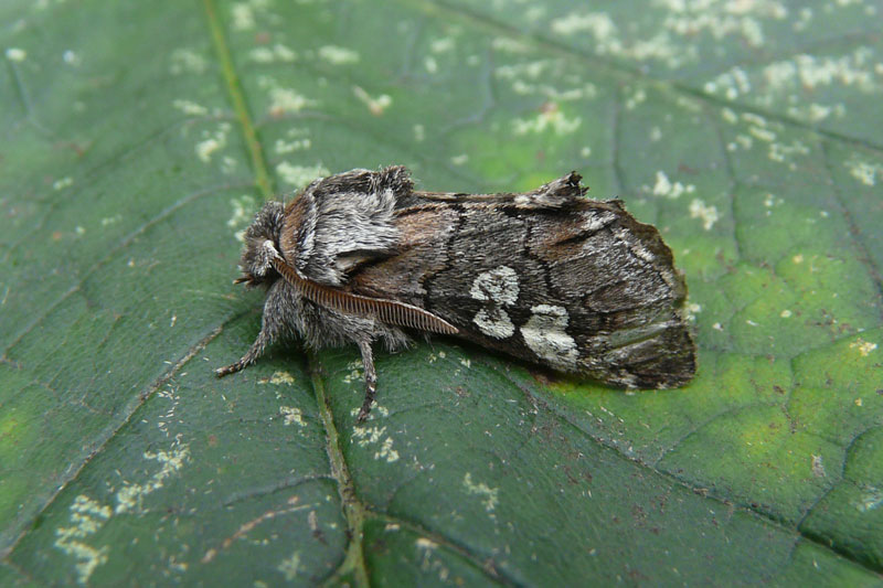 Figure of Eight Diloba caeruleocephala | Northumberland Moths