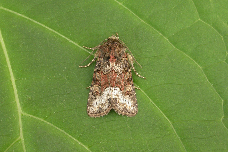 Rufous Minor Oligia Versicolor Northumberland Moths