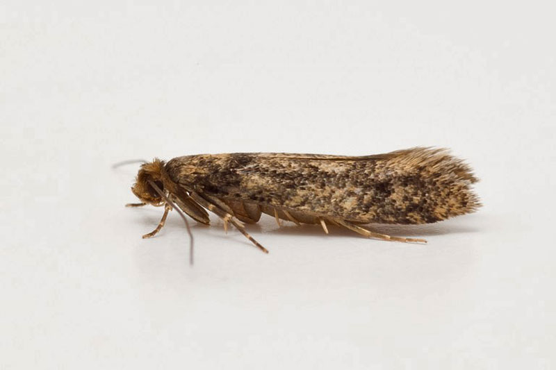 | Northumberland Moths