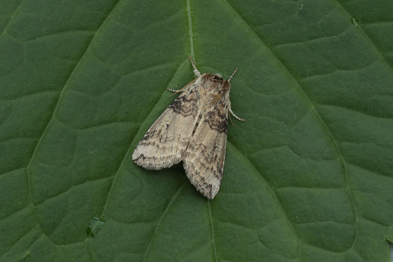 | Northumberland Moths