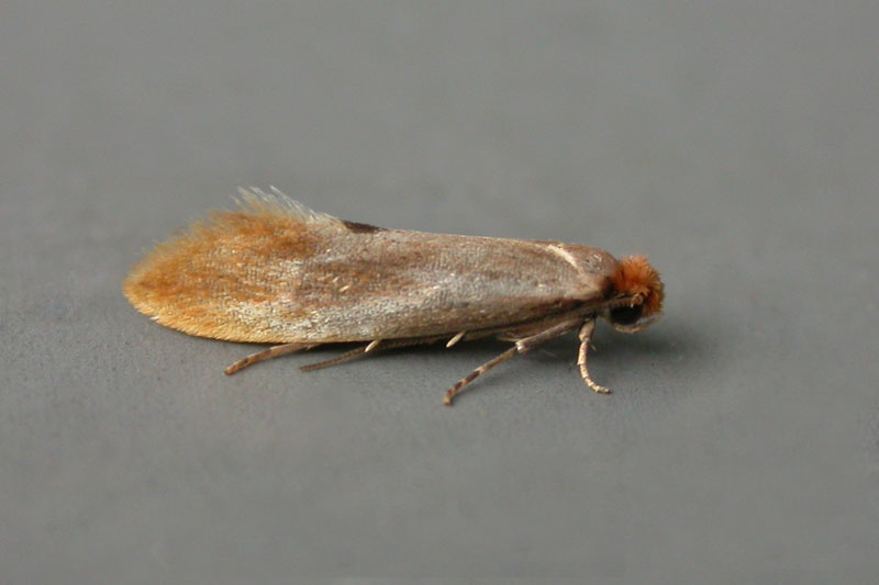 | Northumberland Moths